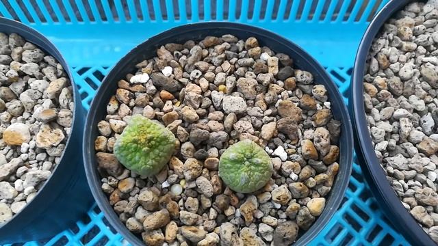 คางคกเหลี่ยม: Pseudolithos Cubiformis смотреть онлайн