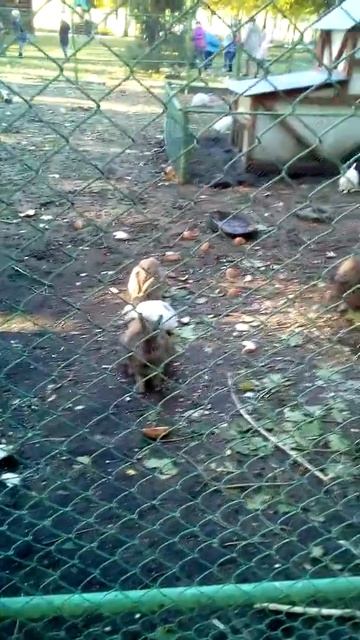 Зайчики в санатории «Нива» смотреть онлайн