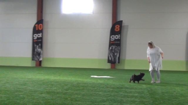 Емельянова Светлана и кт Жардин Кофейное Зернышко из Дома Еливс. Открытый-Фристайл. смотреть онлайн