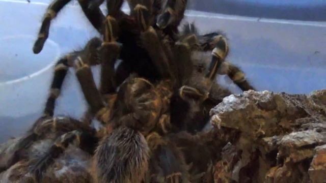 Breeding Video 8 - Grammostola pulchripes смотреть онлайн