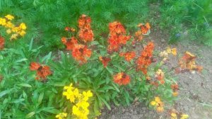 VID_20250425_094631.mp4