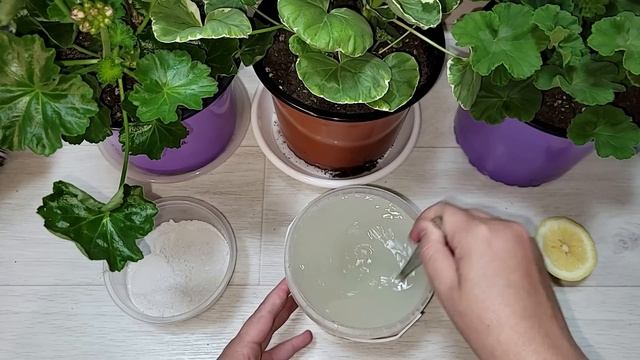 ВНЕСИ в ГЕРАНЬ и даже хилый куст оживет, позеленеет и зацветет, натурально смотреть онлайн