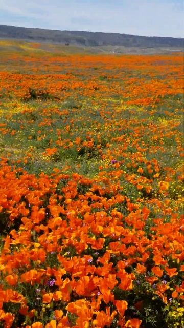 California poppy смотреть онлайн