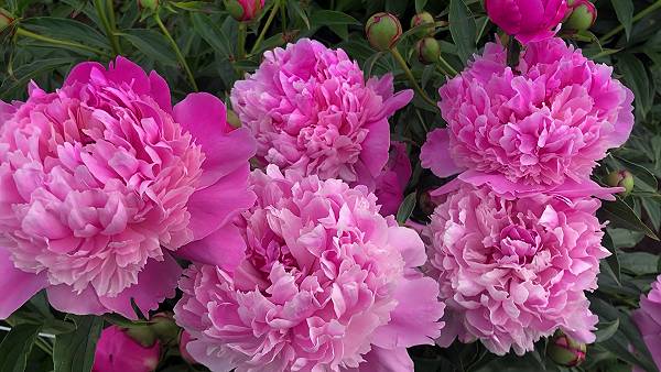 ПИОН - роскошный красавец в царстве цветов! смотреть онлайн