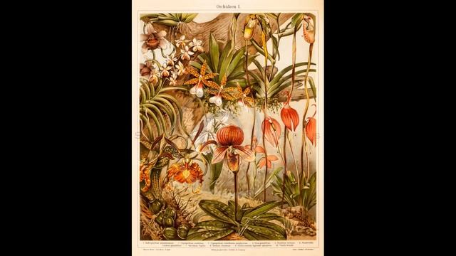Um pouco de história - parte 01 - a primeira semeadura de orquídea - Carlos Keller - junho de 2018 смотреть онлайн
