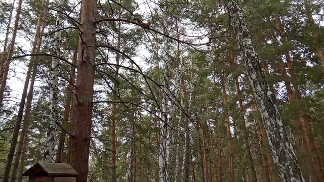 Отдых в санатории Коммунальник. Часть 6/ иду в бассейн/ гуляю в лесу с белками/ белкотерапия смотреть онлайн