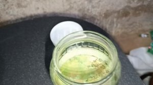 Триходерма на кофейной гуще - удачное размножение 20240503