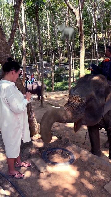 #пхукет #тайланд2024 #слоны смотреть онлайн