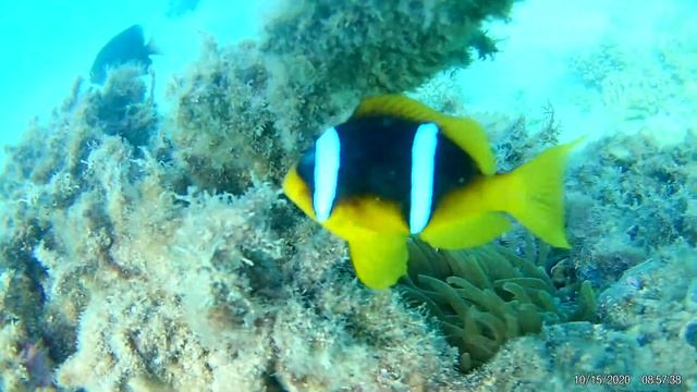 DANA BEACH RESORT 5* (Хургада)Underwater2020 смотреть онлайн