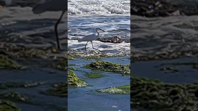 Alanya Mahmutlar beach. смотреть онлайн