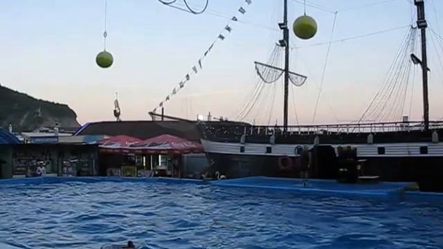 Дельфинарий в Архипо-Осиповке смотреть онлайн