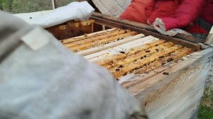 Как пчëлы строят вощину в апреле.