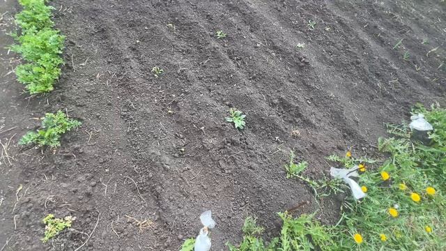 Шорты для дома. Что на участке смотреть онлайн