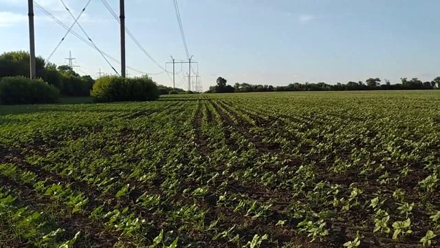 08.06.22г. Внесення грамініцида на сонях Беллу! ЮМЗ-6 с оприскувачем Віракс 800 смотреть онлайн