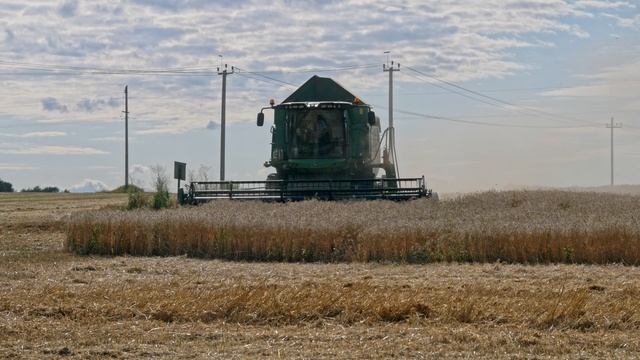 Уборка озимой пшеницы 2021! John Deere W540! смотреть онлайн