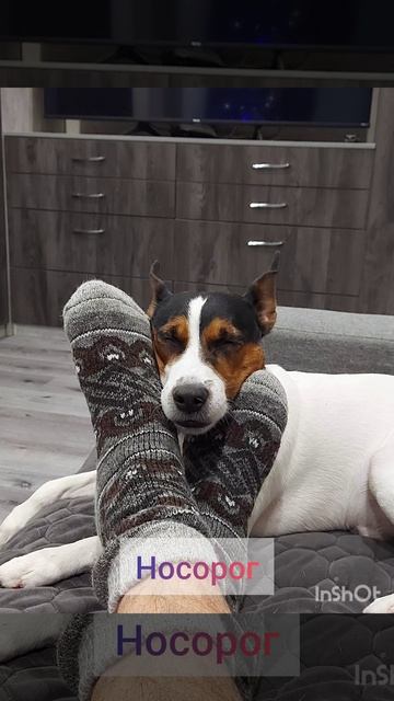 Майкимайк. Когда назвал собаку Майк)