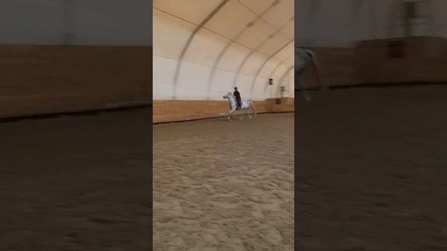 Малькова Ирина. Конкур КСК Александровская слобода. Тренировка. смотреть онлайн