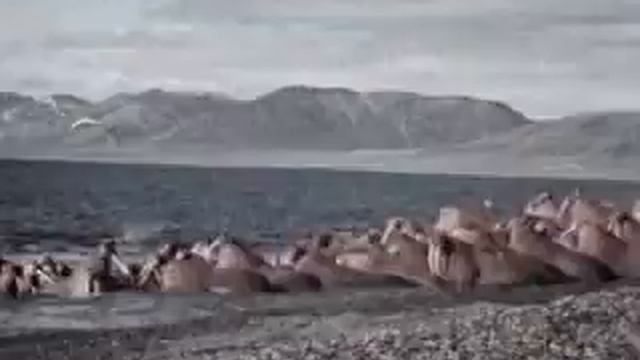 Морж смотреть онлайн