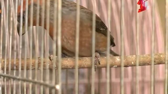 Увидели больную птицу - несите Евгению Кузьмину в его домашний санаторий смотреть онлайн