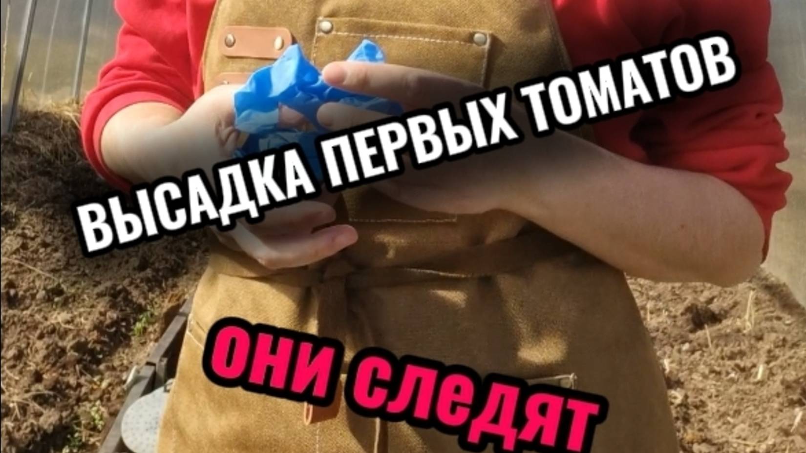 Высадка первых томатов. Они следят