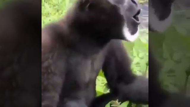 The Screaming Gibbon #gibbon #monkey #gibbonsound #shorts #shortsfeed #youtubeshorts #funnysound смотреть онлайн