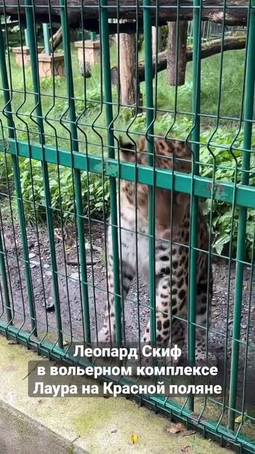 Леопард и другие животные в вольерном комплексе на Красной поляне #сочи смотреть онлайн