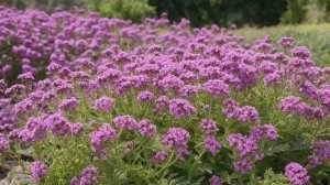 Какие цветы посеять в марте на рассаду. - Советы для цветника