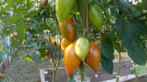 Томат черри Леденец. Взрывная сладость!