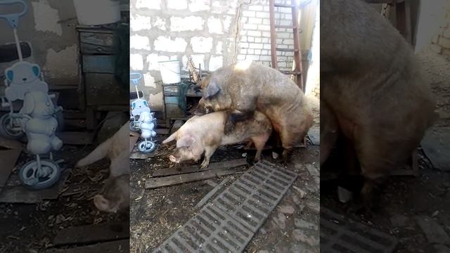 Казак осеменяет дерствицу смотреть онлайн