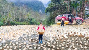 Гульнара из Вьетнама, снова в деле. Сбор утиных яиц. Продажа на сельском рынке.