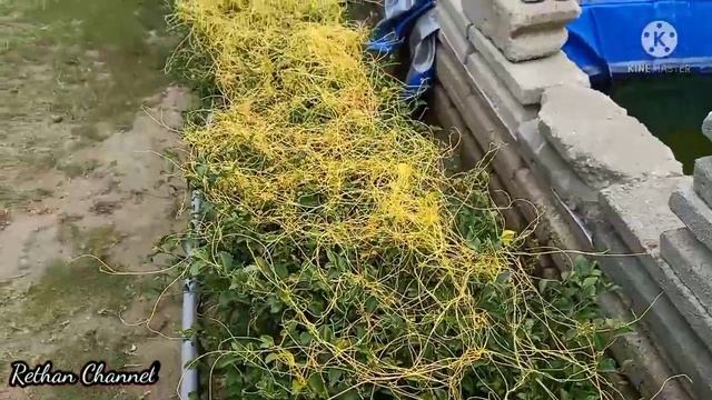 Parasit yang satu ini banyak di cari/tali putri untuk kesehatan/parasitic plant benefits/Cuscuta смотреть онлайн