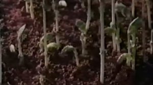 Развитие растения из семени