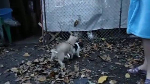 Тихорецк нам 1.5 мес. Хася и щенок..AVI смотреть онлайн