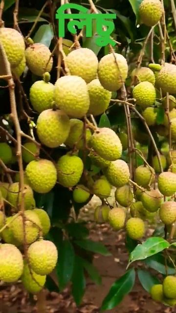 Lichi #bangladeshi #amazing #deshi #beautiful #food #bangladesh #lichu #bd смотреть онлайн