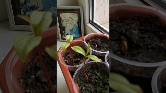 Хурма от семечки до садженца. смотреть онлайн