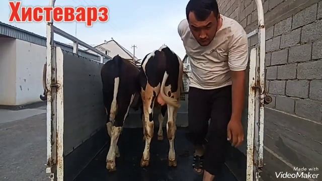 🤝Буқачаҳоя доставка кадем 🏠 смотреть онлайн