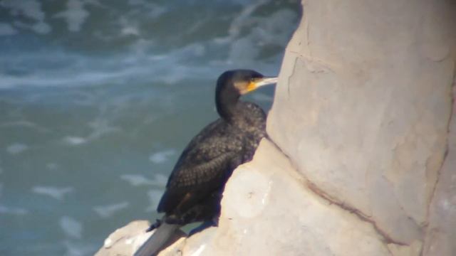 Cormorán grande (Phalacrocorax carbo) II смотреть онлайн
