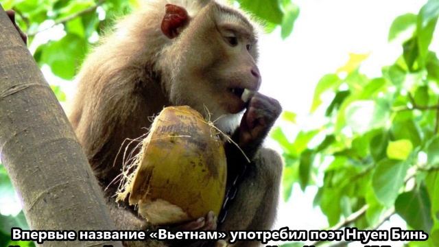 3W2DK Вьетнам. С сайта dxnews.com смотреть онлайн