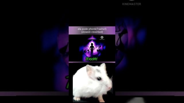 Ela pode phonk☠️(хомяш) смотреть онлайн