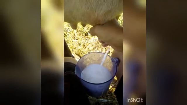 Дойка коровы смотреть онлайн