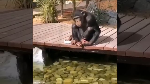 Мартышка кормит рыбок #Shorts