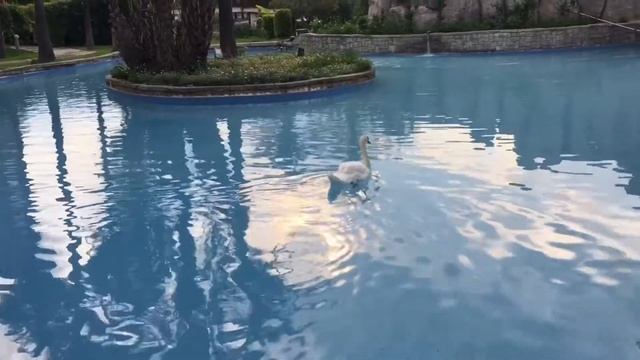 Итоги Турции|Turkey•Kemer| До новых встреч Alva Donna World Palace •AvO• смотреть онлайн