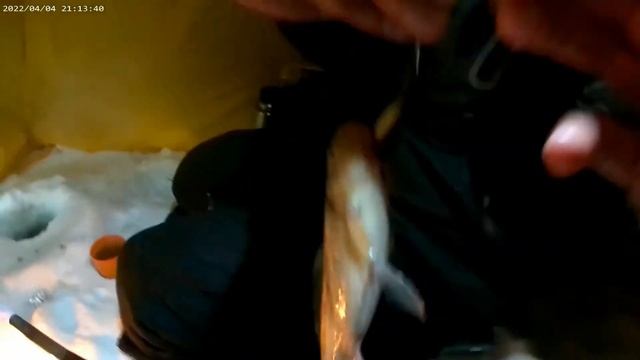 Первые караси на водоохранке в Печоре смотреть онлайн