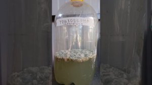 Как вырастить триходерму в домашних условиях.