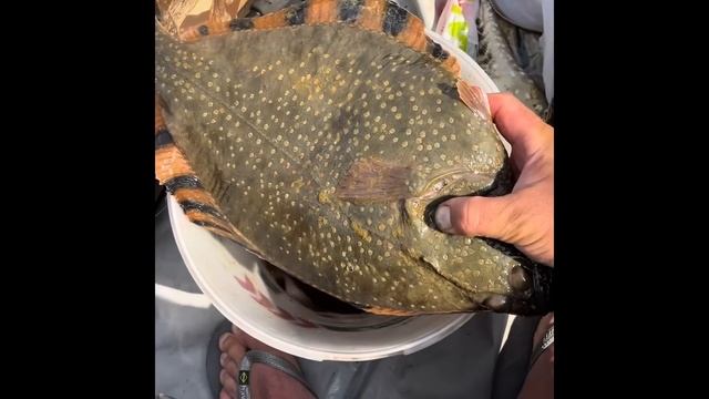 Встреча с акулой на лодке ПВХ ( Владивосток) смотреть онлайн