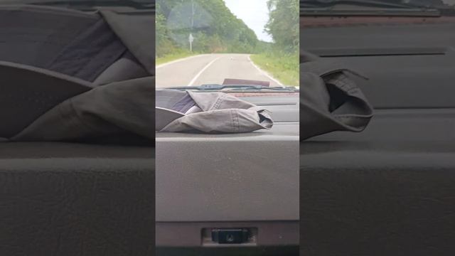 Приморье #отдых #приморье #грибы #грибнойсезон