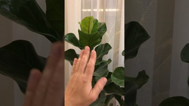 Фикус Лирата осмотр перед очередной обрезкой для увеличения ветвления