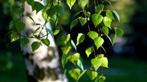 У МОЕЙ РОССИИ МАМИНЫ ГЛАЗА👍(Березины)👍👍👍