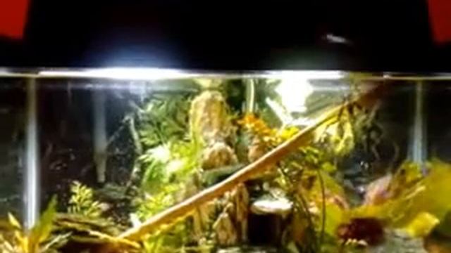 Neptune's Aquarium Bath смотреть онлайн