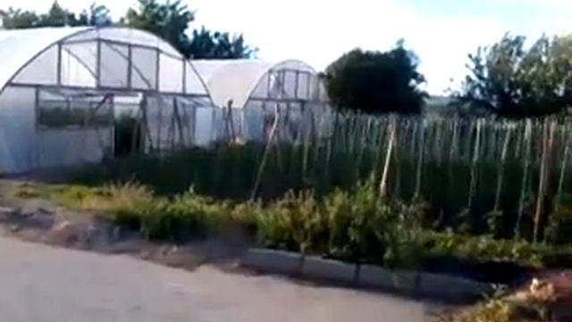 Отглеждане на розов домат на открито